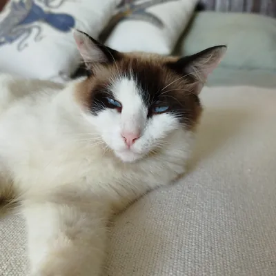 Gato de ojos celestes descansando sobre la cama