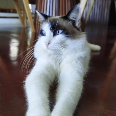 Gato de ojos celestes estirado en el piso de su casa